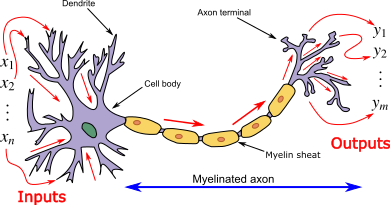 Mimicking Biological Neural Network | Artificial Neurons and Biological Neurons | Perceptron | Multi-Layer Perceptron | Backpropagation
